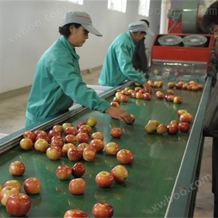 苹果清洗打蜡机厂家 可配套水果分级设备