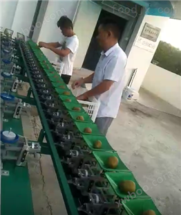 苍溪猕猴桃选果机  自动化分级设备
